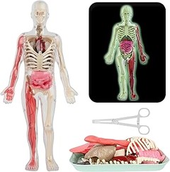 Juguetes de Anatomía para Niños: Lo Mejor por Edad