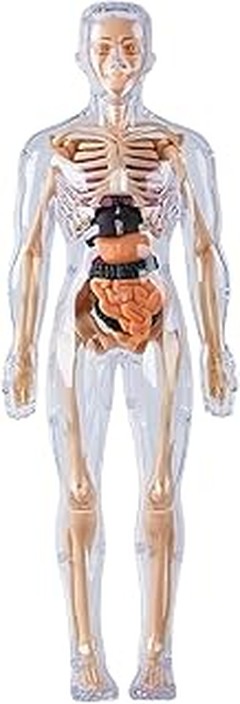 ¿Por qué son cruciales los juguetes de anatomía para el aprendizaje de los niños?