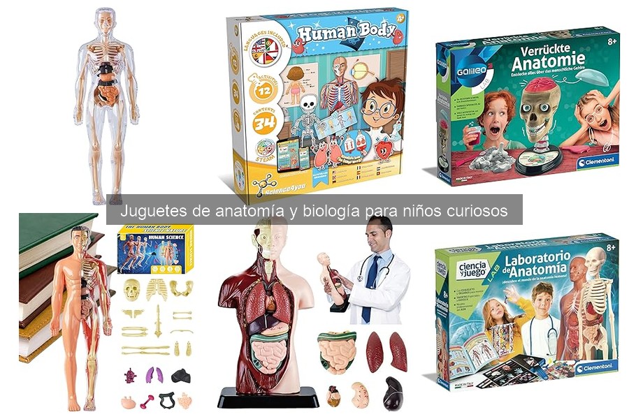 La importancia de los juguetes de anatomía en el aprendizaje infantil